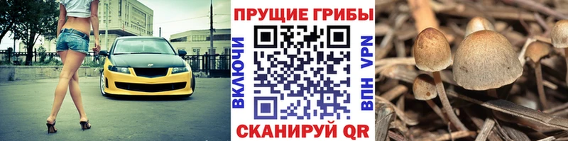 Галлюциногенные грибы Psilocybe Асбест
